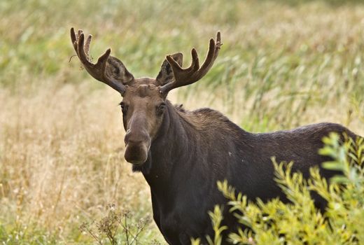 Bull Moose in Saskatchewan Prairie wheat bush close up