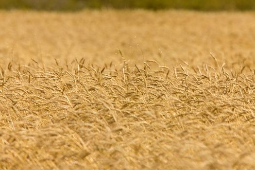 Wheat field sheafs wind close up ripe and yellow