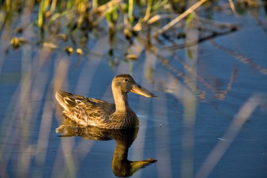 Northern Shoveler female duck Saskatchewan Canada