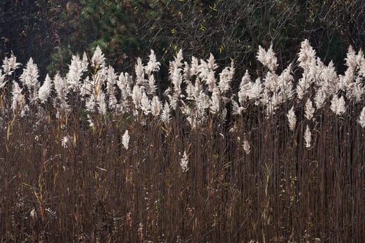 A field of Prairie Cordgrass (Spartina pectinata))