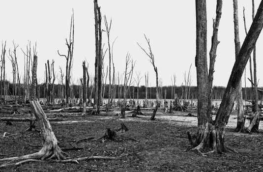 Dead Trees in the forest around a lake with low water levels