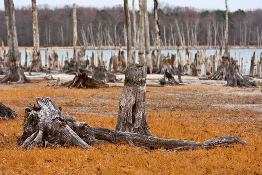 Dead Trees in the forest near a lake with low water levels. Sharp focus is on dead tree stumps in the foreground with an OOF background.
