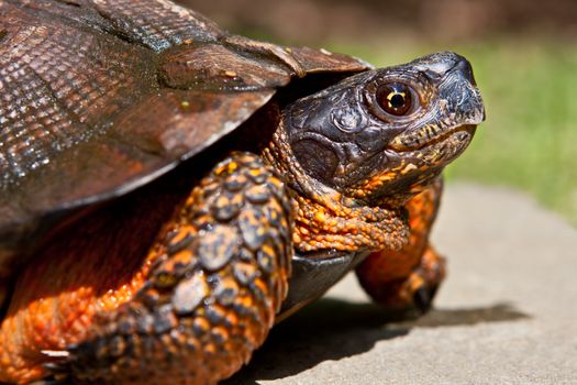 Closeup of the endangered North American Wood Turtle