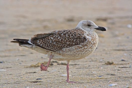 A Gull on a New Jersey Beach with an injured foot