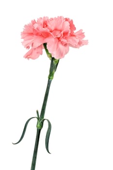 Pink carnation with stem in portrait format isolated on a white background