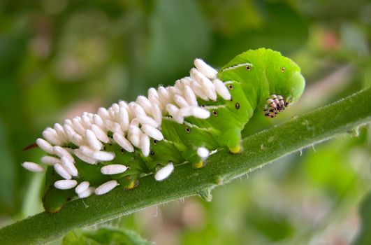 A Tomato Hornworm with wasp eggs. A wasp has injected her eggs into this hornworm. When the eggs hatch into larvae, the caterpillar will be eaten.