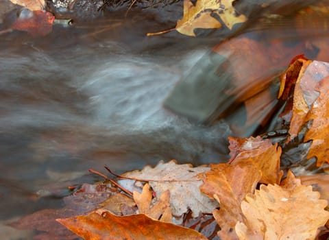 Leaves in and on the side of a stream near a small waterfall      