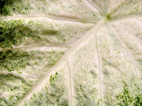 Detailed closeup of a leaf