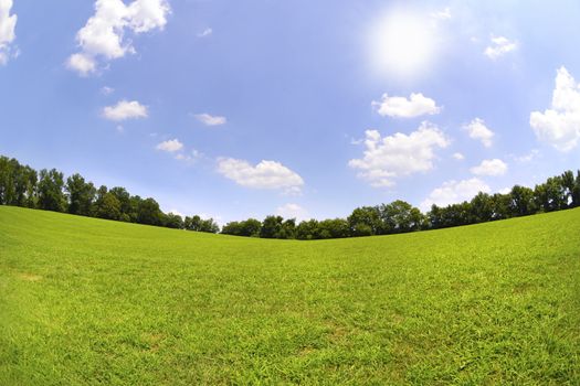 Beautiful Green Grass Field on a Sunny Day