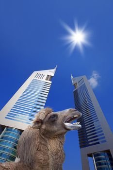 Camel in front of skyscrapers with blue sky, Dubai