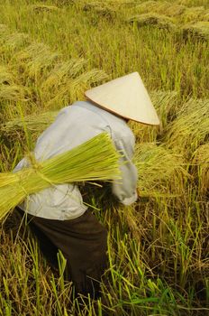 The man assembles into small bundles of the corn and rice will be transported to the threshing machine that is down the road. The machine can not enter the paddy field because the soil is too soft.