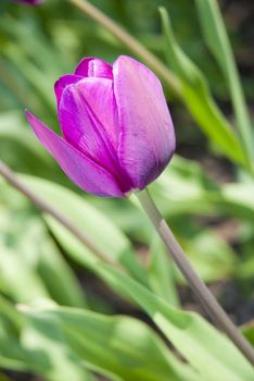 Beautiful flower violet tulips