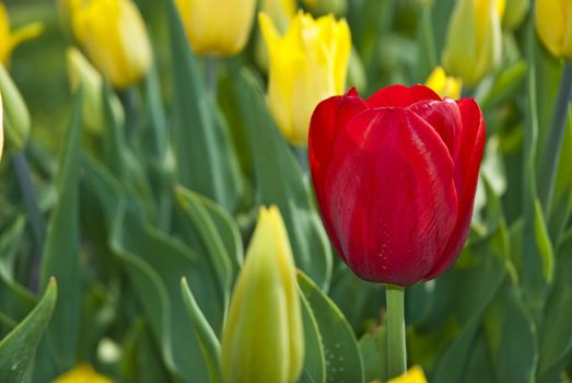 Beautiful flower red and yellow tulips in park