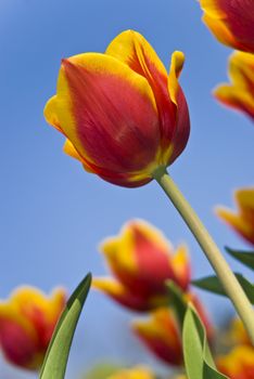 Beautiful flower red and yellow tulips in park