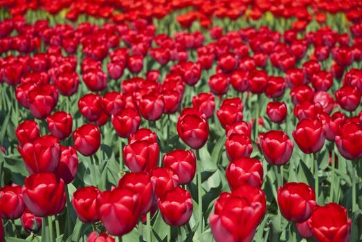 Beautiful flower red tulips in park