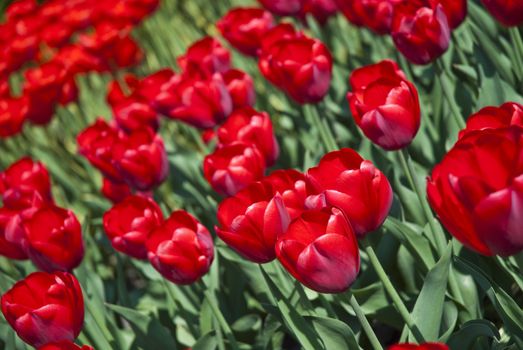 Beautiful flower red tulips in park