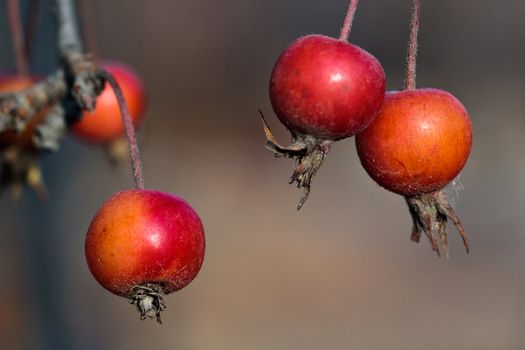 Small red apples (lat. Pyrus malus) on tree in autumn, macro