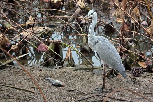 Gray heron (lat. Ardea cinere) with a fish