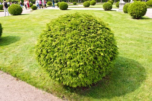 Arborvitae (lat. Thuja) round bush on a lawn