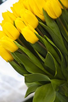 Beautiful flower yellow tulips