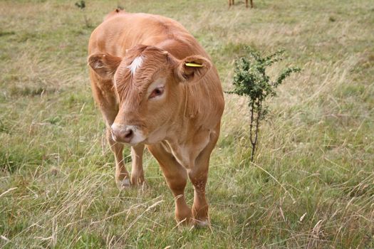 a brown cow grazing in a field