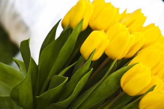 Beautiful flower yellow tulips