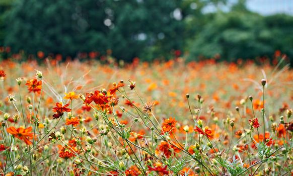 Blooming Cosmos in Hama Rikyu park in Tokyo, Japan