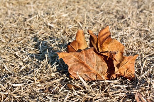 Fallen leaf on dry grass