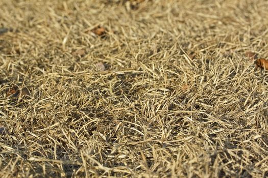 Dry grass background with shallow depth of focus