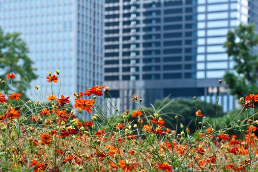 Blooming cosmos with skyscrapers on a background at Hama Rikyu park, Tokyo