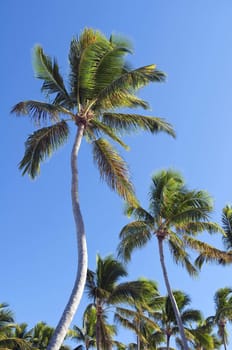 Palm trees on a caribbean beach.