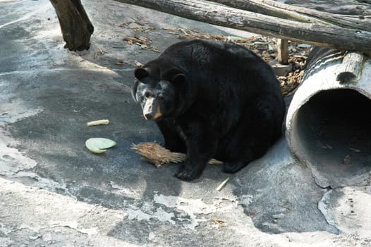 Animal - Black Bear Eating