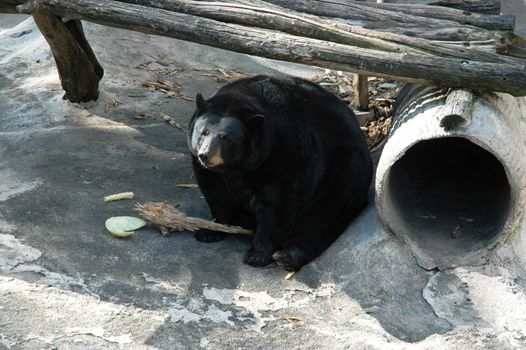 Animal - Black Bear Eating