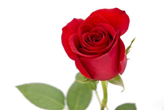 Isolated red rose on white background