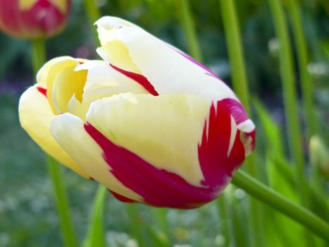 Close up beautiful single yellow and red tulip in park