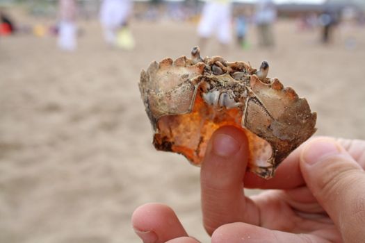 boy has found a crab shell