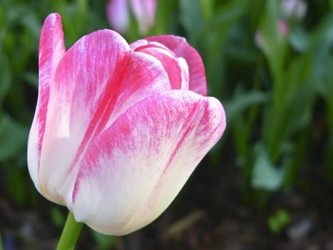 Close up beautiful single pink and white tulip in park