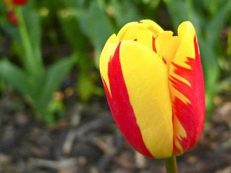 Close up beautiful single yellow and red tulip in park