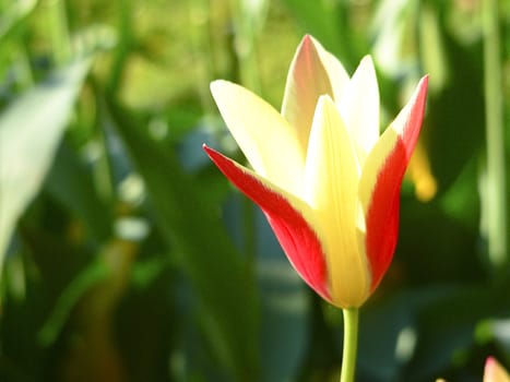 Close up beautiful single yellow and red tulip in park