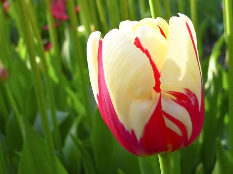 Close up beautiful single tulip in park