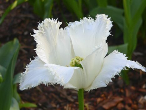 Close up beautiful single white tulip in park