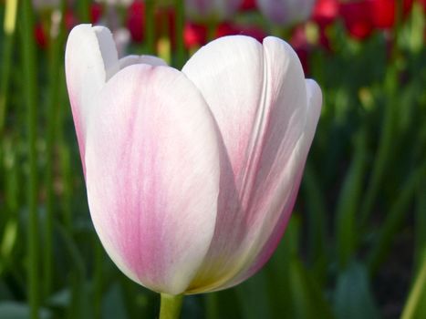 Close up beautiful single pink and white tulip in park