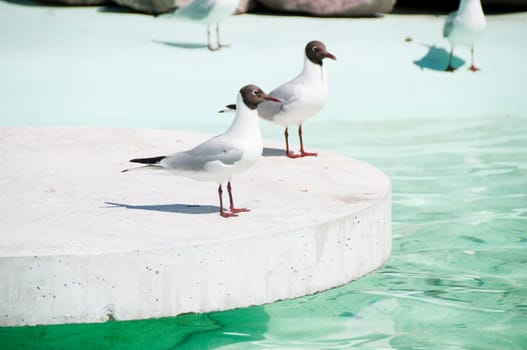 Shot of seagulls sitting near the water