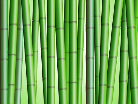 Bamboo Forest Background 2 Illustration