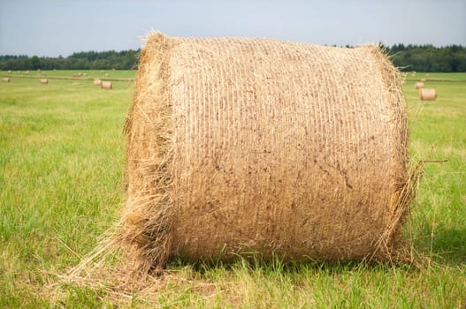 Shot of hay on the field, landscape
