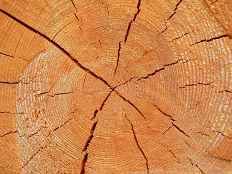 Close up wooden cut texture - abstract background