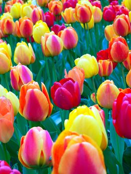 Beautiful tulips in park in spring