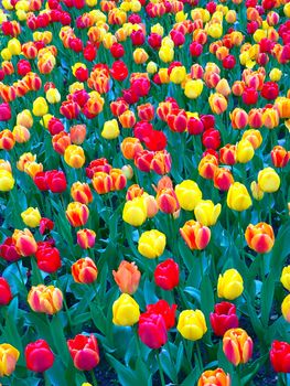 Beautiful tulips in park in spring