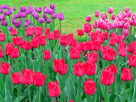 Beautiful tulips in park in spring