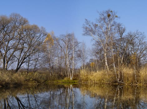An autumn landscape with birches at lake